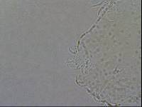 Echiniscoides sigismundi image