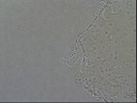 Echiniscoides sigismundi image