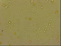 Echiniscoides sigismundi image