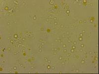 Echiniscoides sigismundi image