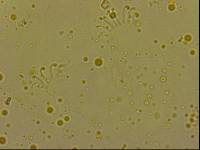 Echiniscoides sigismundi image