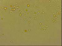 Echiniscoides sigismundi image