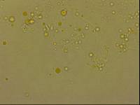 Echiniscoides sigismundi image