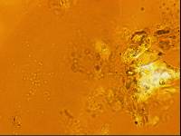 Echiniscoides sigismundi image