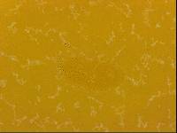 Echiniscoides sigismundi image