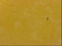 Echiniscoides sigismundi image