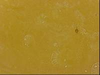 Echiniscoides sigismundi image