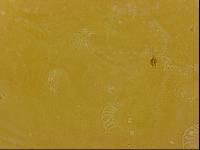 Echiniscoides sigismundi image