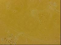Echiniscoides sigismundi image