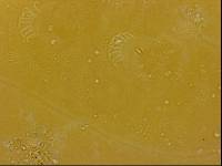 Echiniscoides sigismundi image