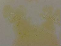 Echiniscoides sigismundi image