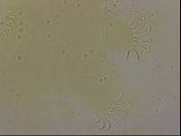 Echiniscoides sigismundi image