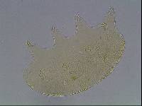 Echiniscus baius image