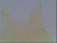 Echiniscus baius image