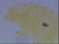 Echiniscus kerguelensis image