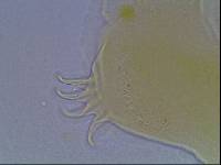 Echiniscus kerguelensis image