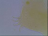 Echiniscus kerguelensis image