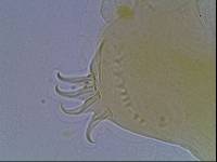 Echiniscus kerguelensis image