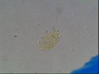 Echiniscus viridis image