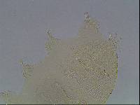 Echiniscus viridis image