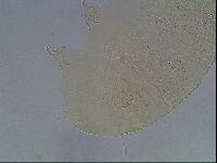Echiniscus viridis image