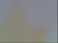 Echiniscus viridis image