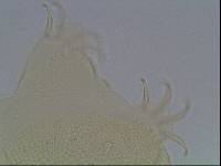 Echiniscus viridis image