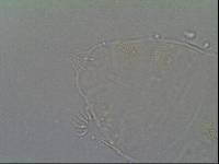 Hypechiniscus gladiator image