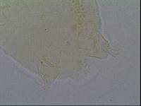 Hypechiniscus gladiator image