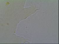 Hypechiniscus gladiator image
