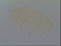 Hypechiniscus gladiator image