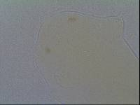 Hypsibius allisoni image