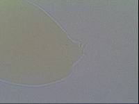 Hypsibius allisoni image