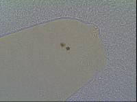 Hypsibius allisoni image