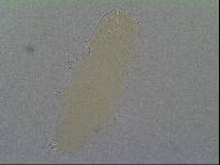 Hypsibius allisoni image