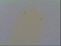 Hypsibius allisoni image