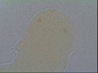 Hypsibius allisoni image