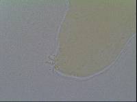 Hypsibius allisoni image