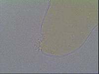 Hypsibius allisoni image