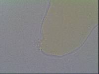Hypsibius allisoni image