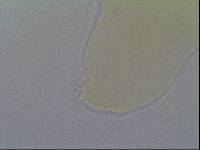 Hypsibius allisoni image