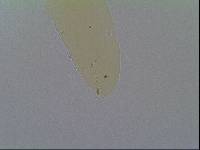 Hypsibius allisoni image