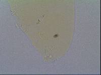 Hypsibius allisoni image