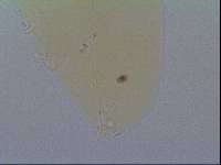 Hypsibius allisoni image