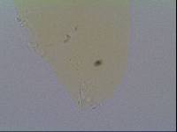 Hypsibius allisoni image