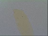 Hypsibius allisoni image