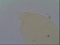 Hypsibius allisoni image
