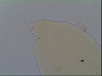 Hypsibius allisoni image