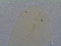 Hypsibius allisoni image