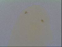 Hypsibius allisoni image